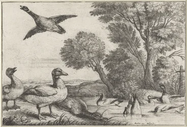 patos Especies de Diversae avium (título de la serie) Aves diferentes (título de la serie)