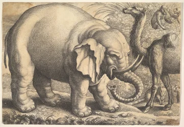 Elefante y camello