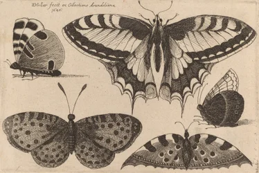 Cinco mariposas, 1646