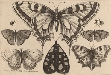 Cinco mariposas, una polilla y dos escarabajos, 1646