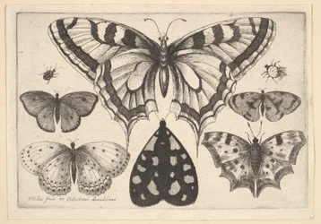 Cinco mariposas, una polilla y dos escarabajos, 1646