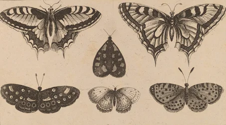 Cinco mariposas y una polilla.