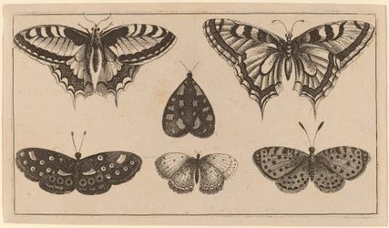 Cinco mariposas y una polilla