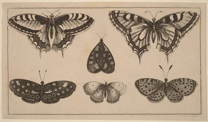 Cinco mariposas y una polilla