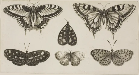 Cinco mariposas y una polilla
