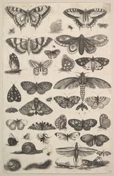 Cuarenta y un Insectos, incluyendo polillas y mariposas
