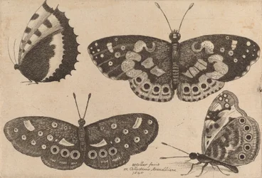 Cuatro mariposas, 1646