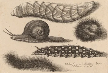 Cuatro orugas y un caracol, 1646
