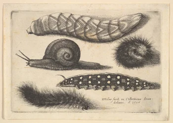 Cuatro orugas y un caracol, 1646