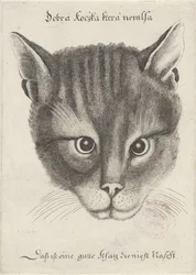 cabeza de un gato