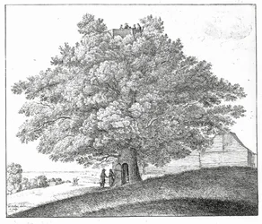 Árbol Hueco en Hampstead, 1663