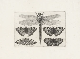 Libélula y cuatro mariposas