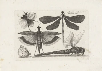 Libélulas, mariposas y un abejorro Insectos (título de la serie) Muscarum Scarabeorum (título de la serie)