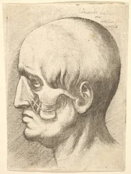 Cabeza masculina de perfil a la izquierda con músculos expuestos, 1660