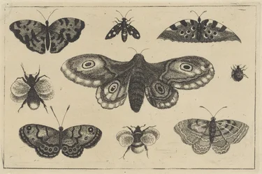 Polilla, cuatro mariposas, dos abejorros y otros dos insectos Varios insectos (título de la serie) Diversae Insectorum (título de la serie)