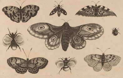 Polilla, mariposas y abejas