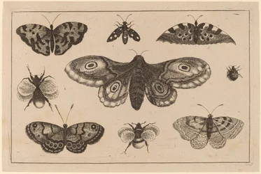 Polilla, mariposas y abejas
