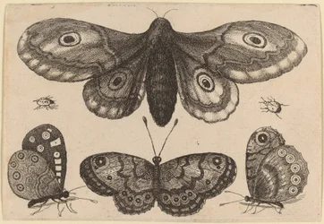 Polilla, Tres Mariposas y Dos Escarabajos