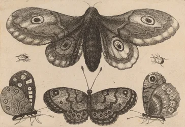 Polilla, tres mariposas y dos escarabajos, 1646