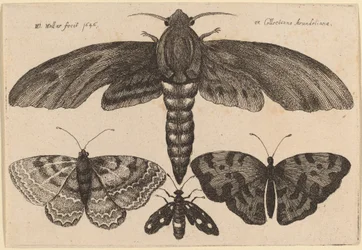 Polilla y Tres Mariposas