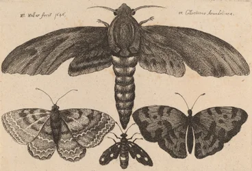 Polilla y tres mariposas, 1646