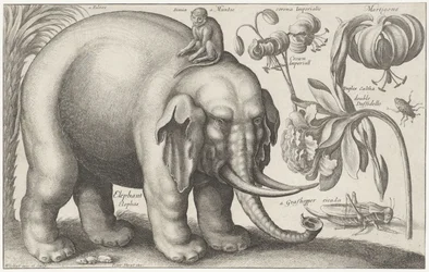 Elefante, mono, flores e insectos. Plantas y animales (título de la serie) Animalium Ferarum (título de la serie sobre el objeto)