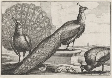 Pavos reales. Diversae avium species (título de la serie)