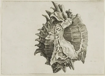 Murex de boca rosada (phyllonotus erythrostomus)