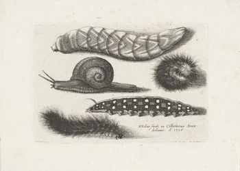 Orugas y un caracol Insectos (título de la serie) Muscarum Scarabeorum (título de la serie)
