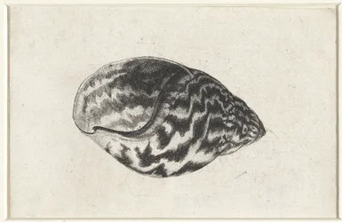 Schelp, achatina achatina
Schelpen (título de la serie)