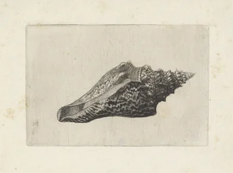 Concha, hemifusus ternatanus Conchas (título de la serie)