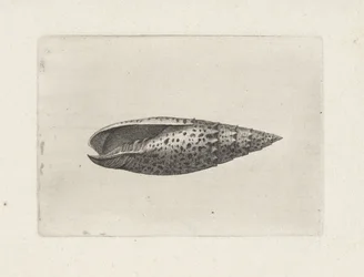 Concha, mitra papalis Conchas (título de la serie)