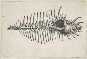 Concha, murex pecten Conchas (título de la serie)
