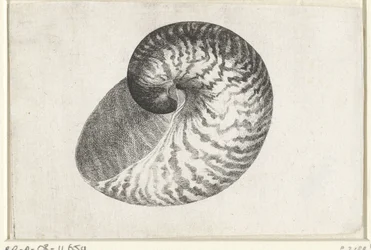 Concha, nautilus pompilius Conchas (título de la serie)