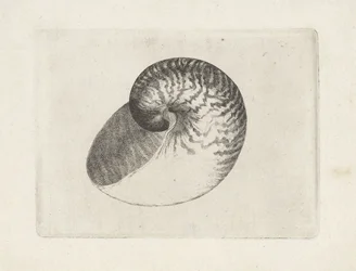 Concha, nautilus pompilius Conchas (título de la serie)