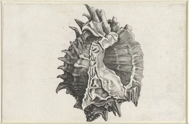 Concha, phyllonotus erythrostomus Conchas (título de la serie)
