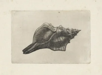 Concha, trapecio pleuroploca Conchas (título de la serie)