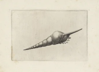 Schelp, huso de flauta melanocheilus Schelpen (título de la serie)