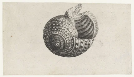 Concha, tonna dolium Conchas (título de la serie)