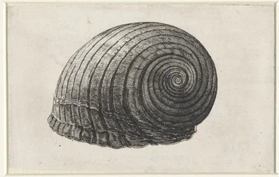 Concha, tonna galea Conchas (título de la serie)