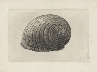 Concha, tonna galea Conchas (título de la serie)