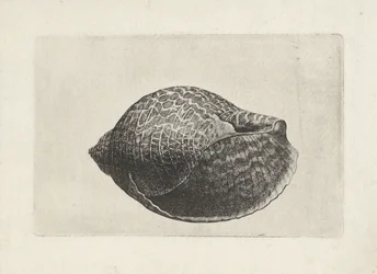 Concha, tonna perdix Conchas (título de la serie)