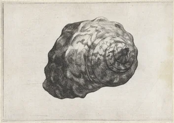 Concha, turbo sarmaticus Conchas (título de la serie)