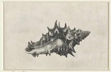 Schelp, vasum ceramicum
Schelpen (título de la serie)