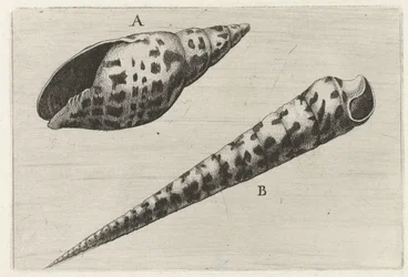 Schelpen, mitre cardinalis (A) en terebra subulata (B) Schelpen (título de la serie)