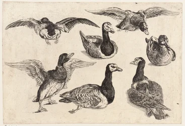 Siete patos