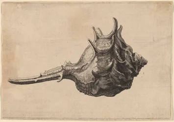 Concha (Murex brandaris)