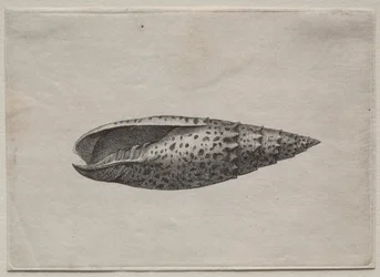 Conchas: Mitra papalis L, c. 1640s