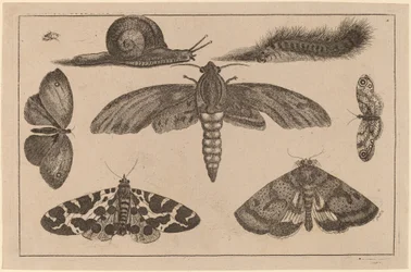 Seis insectos, una oruga y un caracol