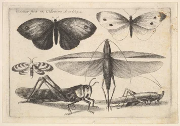 Seis insectos